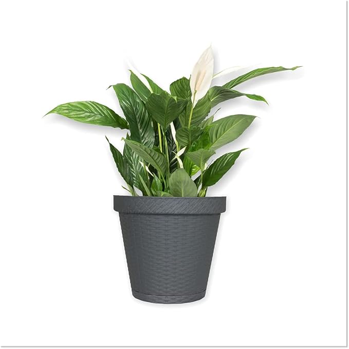Elly Décor Set of 2 12 inch Round Saucer Modern Self Watering Planter Plates, Pots with Rattan-Like Finish, 12x12 Gray-Ruum Studio Home