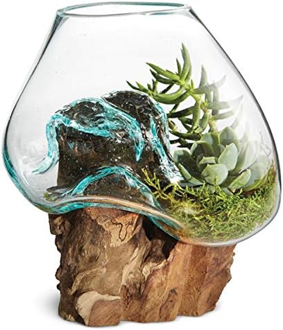 OMA Molten Glass on Driftwood – Hand Blown Vase, Terrarium, or Planter for Coastal & Boho Home Décor Centerpieces (6" - 7" High)-Ruum Studio Home