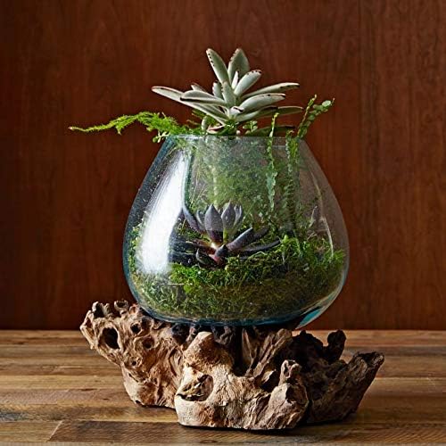 Hand Blown Molten Glass & Teak Wood Terrarium/Vase/Fish Bowl - Premium Quality (7" - 9" High)-Ruum Studio Home