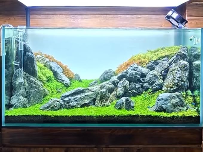 Aquarium Rocks Seiryu Stones Natural Hardscape Stone for Aquariums, Fish Tanks, Bonsai, Terrariums, Wargaming Dioramas, Indoor or Outdoor Gardens-5Lb(2-6 Inch)-Ruum Studio Home