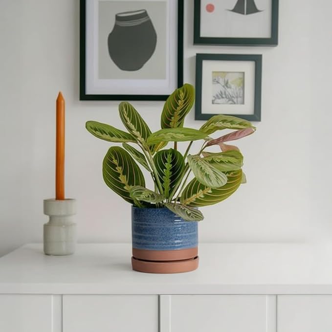 6 Inch Plant Pots, Ceramic Planter Pot with Drainage Hole & Saucer, Indoor/Outdoor Cylinder Round Planter Pot, Aqua Blue & Terracotta Red-Ruum Studio Home