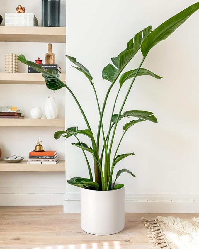 LE TAUCI 12 Inch Pot for Plants, Ceramic Large Planter for Indoor Plants, Mid-Century Modern Flower Pots with Drainage Hole and Removable Plug, White-Ruum Studio Home