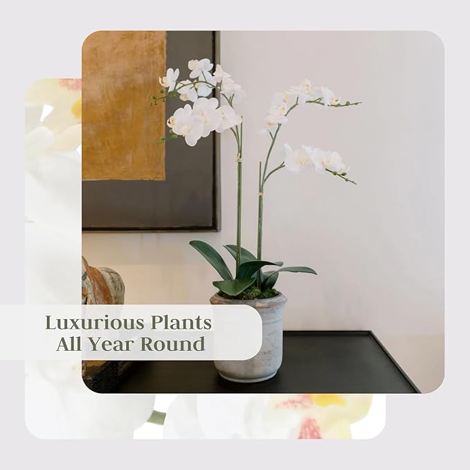 Faux White Orchid Plant, Premium Artificial Indoor Flower Display Stands 24”, Beautiful Sculptural Blooms That Lasts Forever, Grey Planter Pot Included-Ruum Studio Home