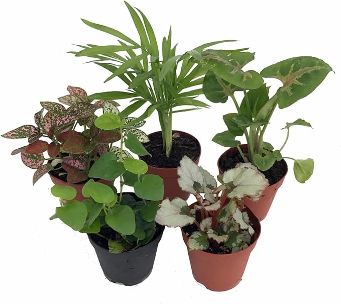 Hirt's Terrarium Kit with 5 Terrarium Plants and 5 Ferns-Ruum Studio Home