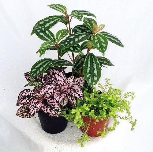 Terrarium and Fairy Garden Plants - 3 Plants in 2 inch pots-Ruum Studio Home