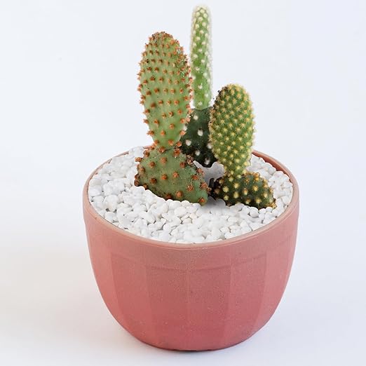 5 lbs White Aquarium Gravel, 1/5 Inch White Rocks for Plants, Small Pebbles for Vases, Succulents, Bamboo, Natural Decorative Pebbles for Plants Drainage, Cactus, Crafts-Ruum Studio Home