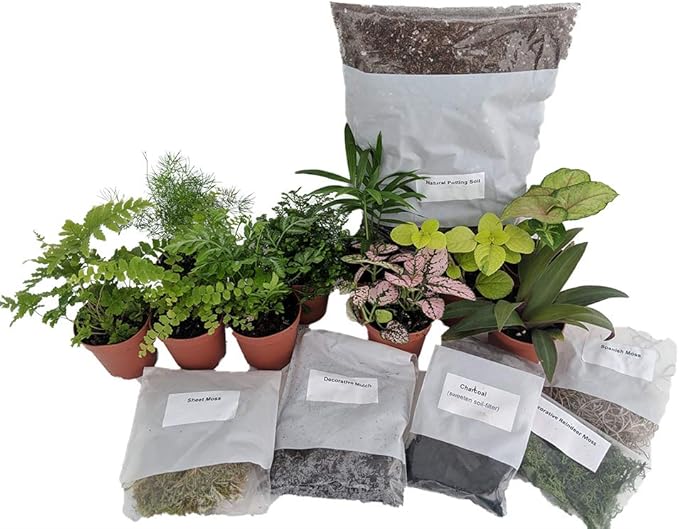 Hirt's Terrarium Kit with 5 Terrarium Plants and 5 Ferns-Ruum Studio Home