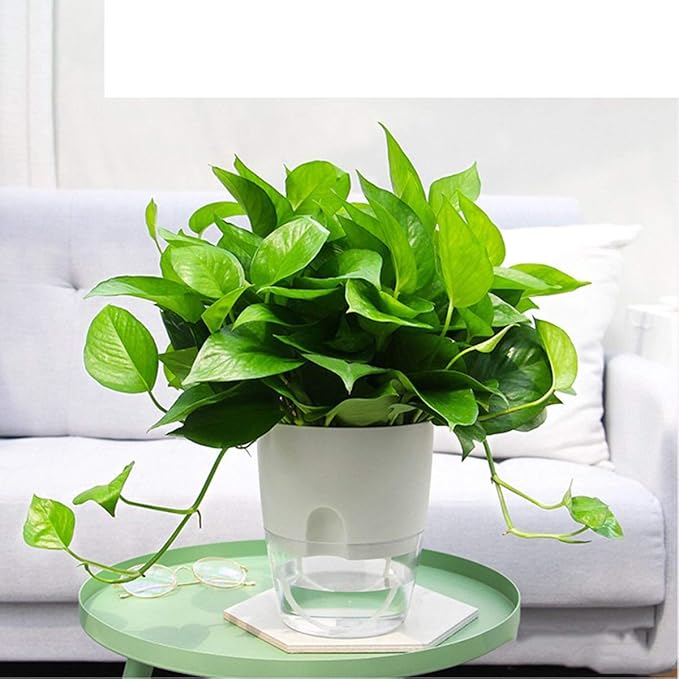 Vanavazon 6 Inch Self Watering Planter Pots for Indoor Plants, 3 Pack African Violet Pots with Wick Rope-White-Ruum Studio Home
