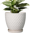 G EPGardening 6 Inch Ceramic Plant Pot with Drainage Hole and Saucer Round Planter Decorative Flower Plant Pot for Indoor Plants Outdoor White-Ruum Studio Home