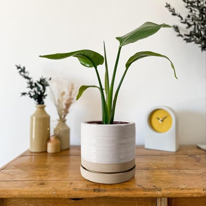 6 Inch Plant Pots, Ceramic Planter Pot with Drainage Hole & Saucer, Indoor/Outdoor Cylinder Round Planter Pot, White & Beige Glaze-Ruum Studio Home