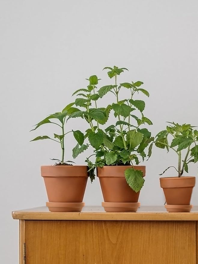 INGOFIN Terracotta Pots Set with Saucer - 5/6/7 inch Ceramic Clay Planters with Drainage Hole, Garden Flower Succulent Pots with Tray for Indoor Outdoor Plants, Set of 3-Ruum Studio Home