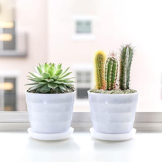 5LB Succulent and Cactus Pebbles, 1/5 Inch Jade Pebbles for Indoor Plants, Decorative Gravel for Vases, Bamboo, Succulent, Terrarium, Crafts, Cactus-Ruum Studio Home