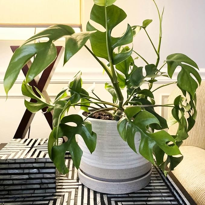 6 + 8 Inch Plant Pots, Ceramic Planter Pot with Drainage Hole & Saucer, Indoor/Outdoor Cylinder Round Planter Pot, Cream & Beige-Ruum Studio Home