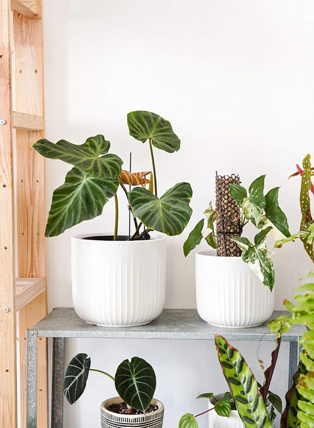 LE TAUCI Fluted Ceramic Planters Set of 3 – 8.3/7 / 5.7 in White Cylinder Indoor Plant Pots with Drainage Plug & Mesh, Matte Glazed Stoneware Flower Pots for Succulent Herb Cactus-Ruum Studio Home