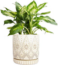 8 Inch Indoor Plant Pot with Drainage Holes and Saucers, Ceramic Planter for Plants, Succulent Orchid Flower Pots-Ruum Studio Home