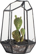 NCYP Small Geometric Terrarium - 4.1" x 3.5" x 5.9" Miniature Irregular Glass Terrarium Planter for Succulent Air Plants - Tabletop Garden Display Container, Black (No Plants, No Door)-Ruum Studio Home