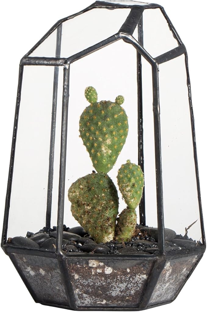 NCYP Small Geometric Terrarium - 4.1" x 3.5" x 5.9" Miniature Irregular Glass Terrarium Planter for Succulent Air Plants - Tabletop Garden Display Container, Black (No Plants, No Door)-Ruum Studio Home