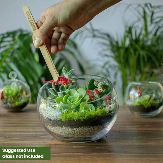 Cute Farms Terrarium Starter Kit | Moss, Vermiculite, Soil, Pebbles, Plant Food, Finishing Tools, Build and Care Guide | DIY Succulent Terrarium for Adults and Kids (Large + Live Plants)-Ruum Studio Home