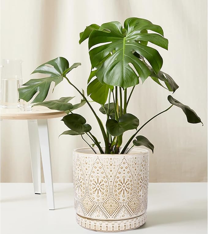 8 Inch Indoor Plant Pot with Drainage Holes and Saucers, Ceramic Planter for Plants, Succulent Orchid Flower Pots-Ruum Studio Home