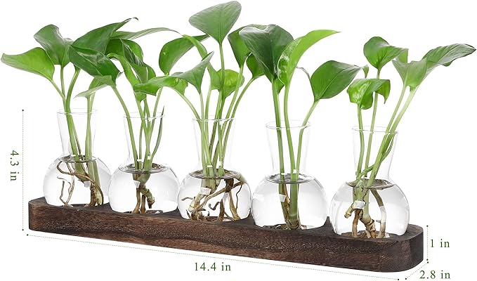 YIBOT Plant Propagation Stations,Glass Propagation Vases for Plants Terrarium with Wooden Tray Plant Lover Gifts for Propagating Hydroponic Plants Home Office Decor(5 Vase)-Ruum Studio Home