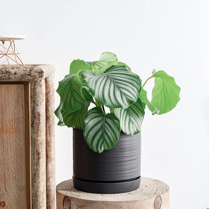 8 Inch Pots for Plants, Ceramic Planter Pot with Drainage Hole & Saucer, Indoor/Outdoor Cylinder Round Planter Pot, Matte Black-Ruum Studio Home