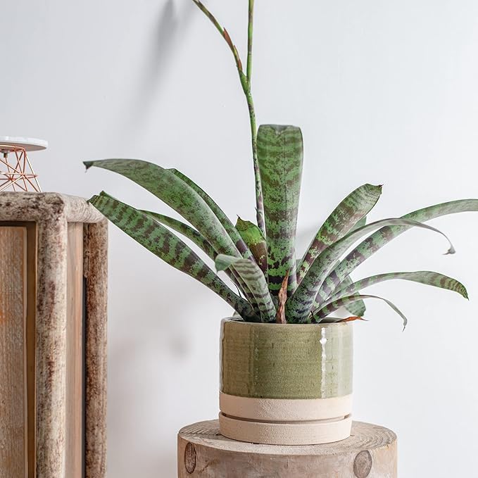 8 Inch Pots for Plants, Ceramic Planter Pot with Drainage Hole & Saucer, Indoor/Outdoor Cylinder Round Planter Pot, Green & Beige-Ruum Studio Home
