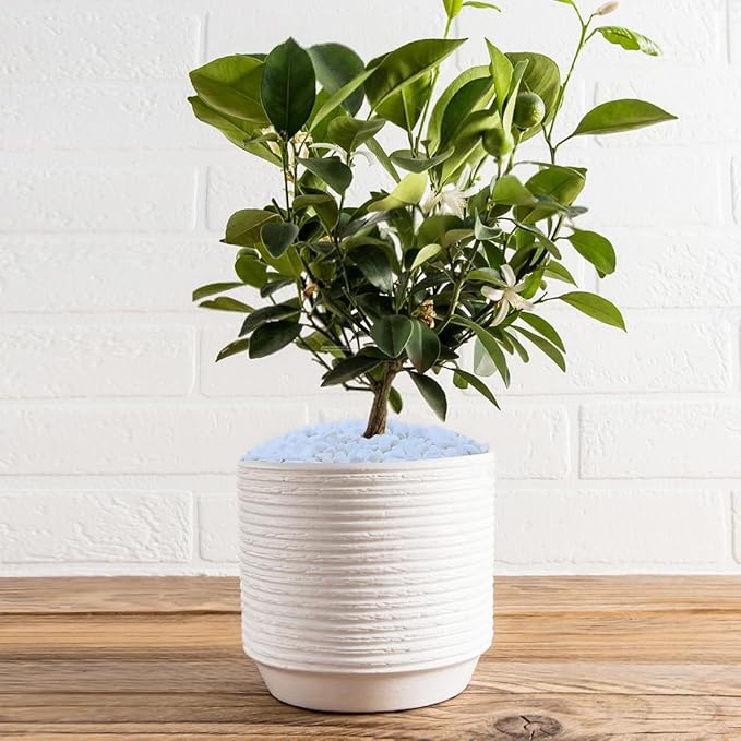 10LB Succulent and Cactus Gravel, 1/5 Inch White Natural Decorative Polished Pebbles for Landscaping, River Rocks for Plants, Vases, Aquariums, Terrarium and Outdoor Gardening-Ruum Studio Home