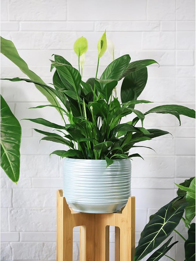 8 Inch + 6 Inch Ceramic Plant Pots Indoor with Drainage – Flower Pot Set, Decorative Indoor Planters for House Plants and Garden Use-Ruum Studio Home