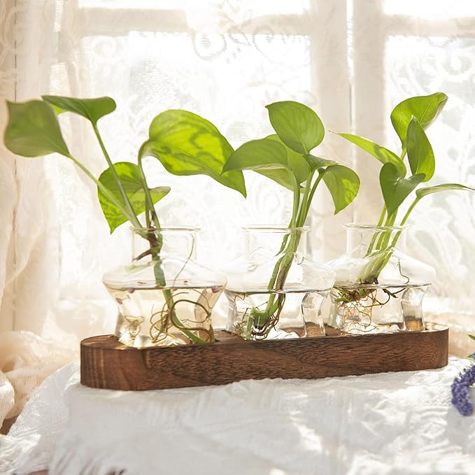 XXXFLOWER Plant Propagation Station with Wooden Stand，Air Plant Terrarium Starter Kits Star Vases for Flowers Plant Cutting Rooting Pots Indoor Hydroponic Glass Planter for Plant Lovers,3 Jars-Ruum Studio Home