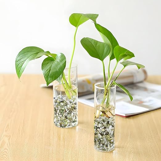 5LB Succulent and Cactus Pebbles, 1/5 Inch Jade Pebbles for Indoor Plants, Decorative Gravel for Vases, Bamboo, Succulent, Terrarium, Crafts, Cactus-Ruum Studio Home