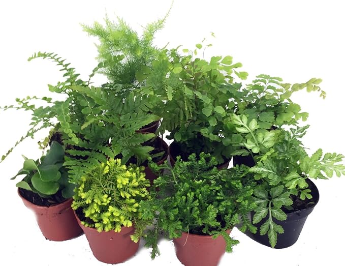 Mini Ferns for Terrariums/Fairy Garden - 10 Plants - 2" Pots-Ruum Studio Home