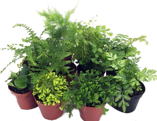 Mini Ferns for Terrariums/Fairy Garden - 10 Plants - 2" Pots-Ruum Studio Home