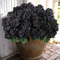 Hananona 12 Bundles Artificial Geranium Flowers for Outdoors Black Silk Geranium Flowers Outdoor UV Resistant Plants Faux Black Flower for Home Kitchen Halloween Table Centerpieces Decor (12, Black)-Ruum Studio Home