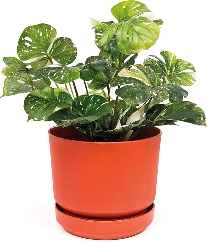 Elly Décor 12 inch Plastic Cylinder Planter Pot with Self-Watering Saucer and Drainage Hole,Lightweight & Extremely Durable, 12"x 12", Terracotta-Ruum Studio Home