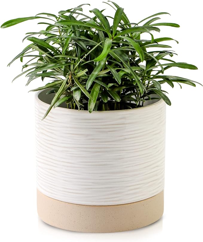 Nihow Ceramic Plant Pot: 6 Inch Planter with Drainage Hole & Saucer for Indoor & Outdoor Plants - Cylinder Round Flower Pot for Succulent/Herbs/Violets - Cream White & Brown-Ruum Studio Home