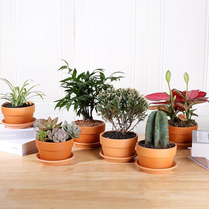 INGOFIN 5 Inch Terracotta Shallow Pots Set with Saucer - Ceramic Clay Pots with Drainage Hole, Terra Cotta for Plants for Indoor Outdoor Plants, Set of 6-Ruum Studio Home
