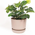 Elly Décor 14 inch Plastic Cylinder Planter Pot with Self-Watering Saucer and Drainage Hole,Lightweight & Extremely Durable, 14"x 14", Ivory-Ruum Studio Home