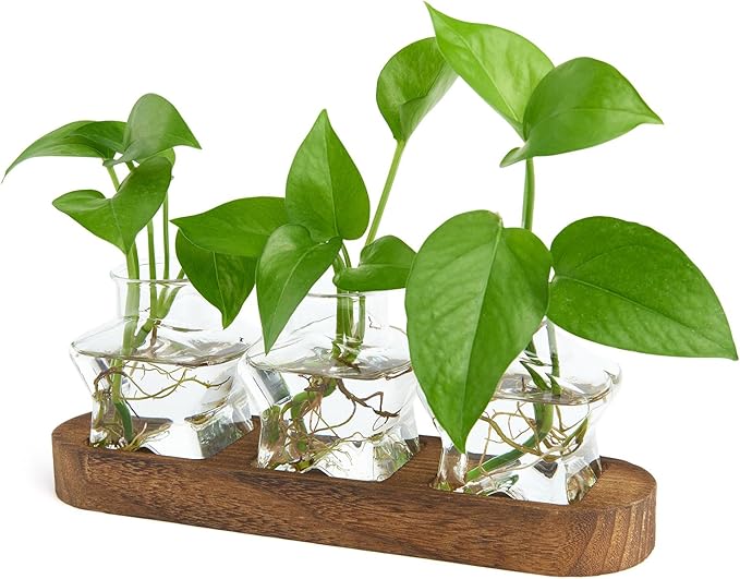XXXFLOWER Plant Propagation Station with Wooden Stand，Air Plant Terrarium Starter Kits Star Vases for Flowers Plant Cutting Rooting Pots Indoor Hydroponic Glass Planter for Plant Lovers,3 Jars-Ruum Studio Home