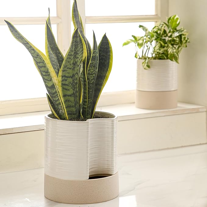 Nihow Self Watering Plant Pot: 8 Inch Ceramic Planter with Drainage Hole & Water Storage Plus for Indoor & Outdoor Plants - Cylinder Round Flower Pot for Succulent/Herbs/Violets - Cream White & Brown-Ruum Studio Home