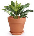 INGOFIN Terracotta Pot with Saucer - 10 Inch Ceramic Clay Pot for Plants with Drainage Hole, Large Terra Cotta Flower Planter with Tray for Indoor Outdoor Plants-Ruum Studio Home