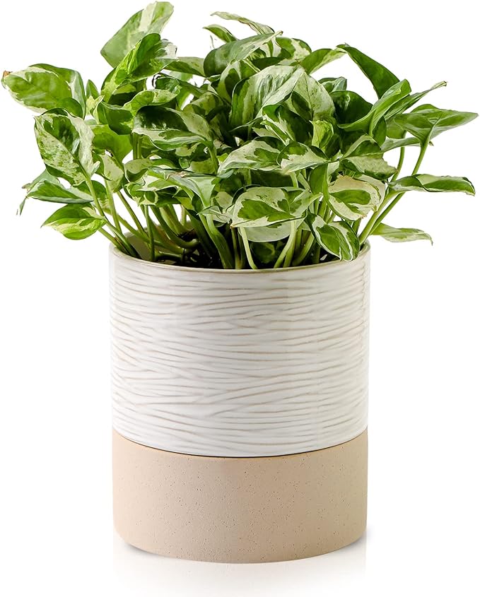 Nihow Self Watering Plant Pot: 6 Inch Ceramic Planter with Drainage Hole & Water Storage Plus for Indoor & Outdoor Plants - Cylinder Round Flower Pot for Succulent/Herbs/Violets - Cream White & Brown-Ruum Studio Home