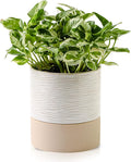 Nihow Self Watering Plant Pot: 6 Inch Ceramic Planter with Drainage Hole & Water Storage Plus for Indoor & Outdoor Plants - Cylinder Round Flower Pot for Succulent/Herbs/Violets - Cream White & Brown-Ruum Studio Home