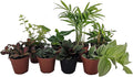 Terrarium & Fairy Garden Plants - 8 Plants in 2" pots-Ruum Studio Home
