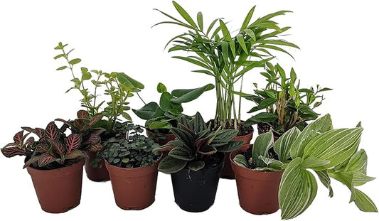 Terrarium & Fairy Garden Plants - 8 Plants in 2" pots-Ruum Studio Home