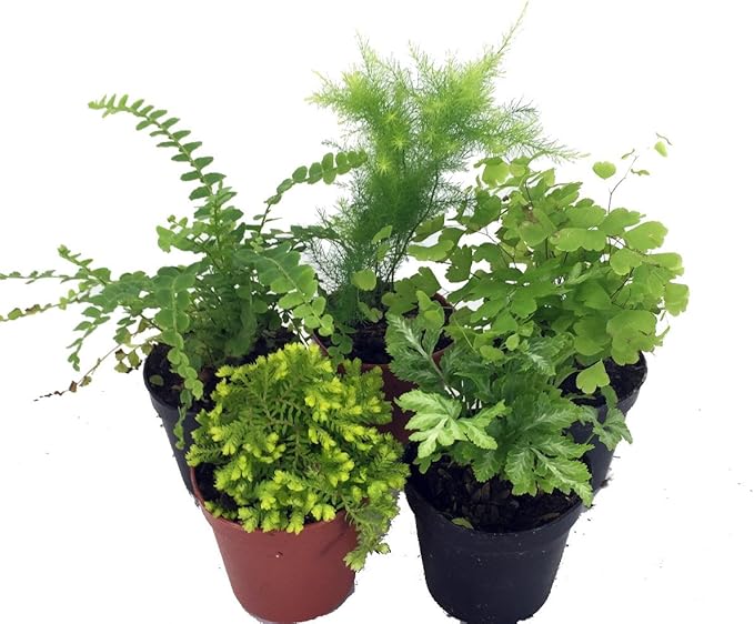 Hirt's Terrarium Kit with 5 Terrarium Plants and 5 Ferns-Ruum Studio Home