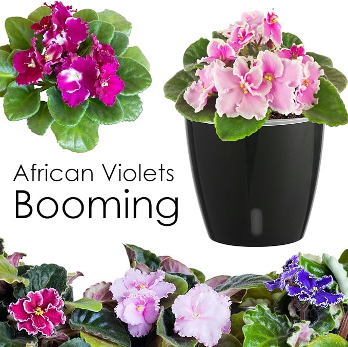 Self-Watering Pots for Indoor Plants, 6-Pack 6.7'' Self Watering Planter with Drainage Holes, Small African Violet Pots with Water Indicator, Clear Wick Pot, Black-Ruum Studio Home