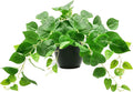 Tiita 1 Pack Fake Plants Artificial Scindapsus Aureus in Pots, Realistic Fake Greenery Potted Plants for Home Office Desk Window Sill Bathroom Bedroom Outdoor Indoor-Ruum Studio Home