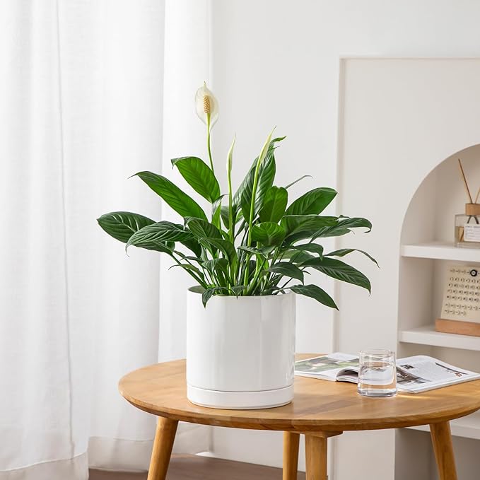 vancasso Ceramic Plant Pots, 8.25 Inch Ceramic Pot for Plants, Planters Pots for Indoor Plants with Drainage Holes, Flower Pot for Indoor House Plant, White-Ruum Studio Home