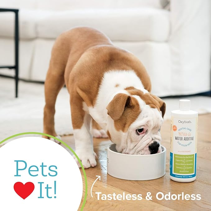 Oxyfresh Premium Pet Dental Care Solution Pet Water Additive: Best Way to Eliminate Bad Dog Breath and Cat Bad Breath - Fights Tartar & Plaque - So Easy, Just Add to Water! Vet Recommended 2 Pack-Ruum Studio Home
