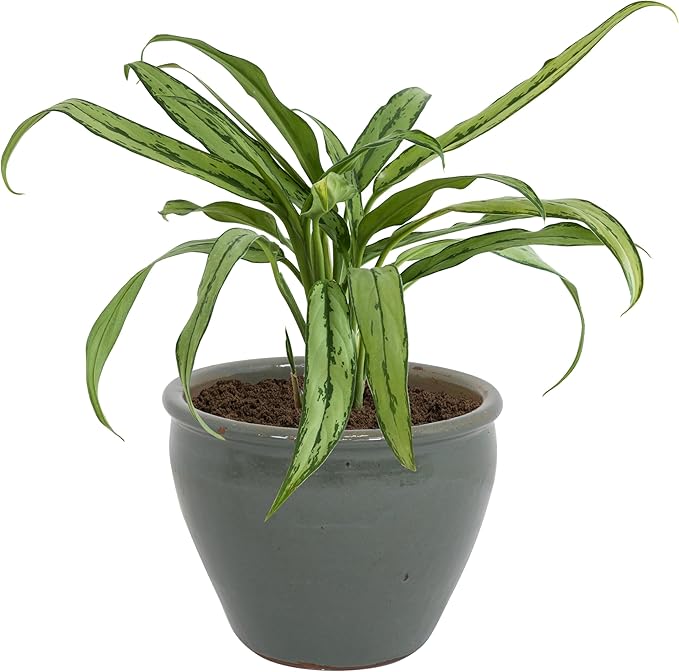 Sunnydaze Chalet Large Ceramic Plant Pot - Round Outdoor Glazed Ceramic Planter Pot with Drainage - Gray - 14.5"-Ruum Studio Home